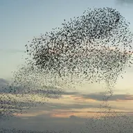 Starlings and Roman Divination