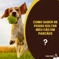 Como saber se posso soltar meu cão em parcães?
