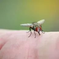 Warum fliegen Fliegen immer wieder auf unsere Haut?