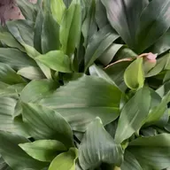 🌱 Cekur subur & hasil berganda dengan NutriBoost!