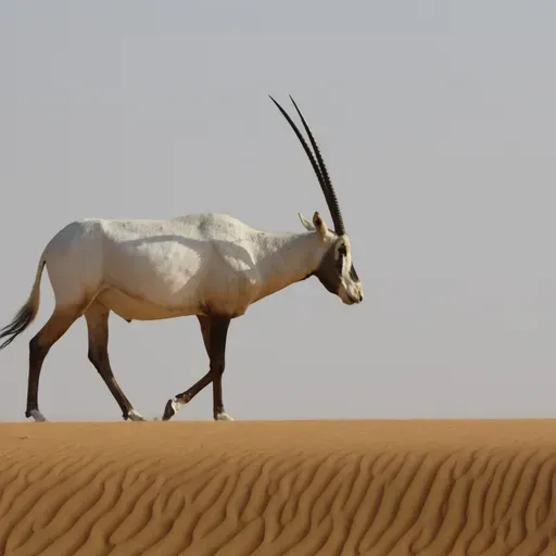 E136 Conservación de la Fauna