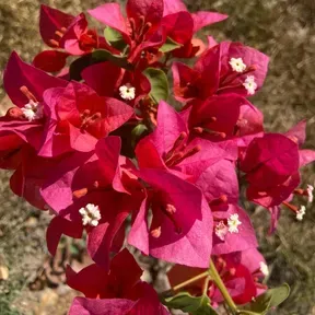 Primavera