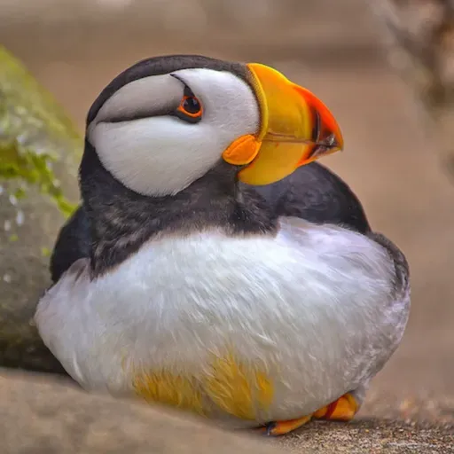 In Winter, Puffins Lead Very Different Lives