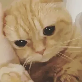 Hobbita