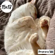 s15e17: Programa 500