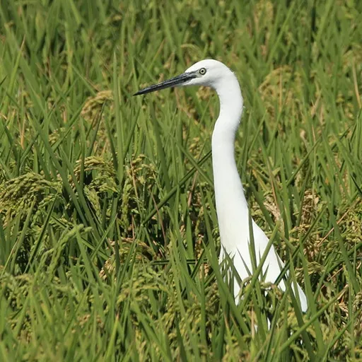AVA-Asaja denuncia las prácticas irregulares de algunas cadenas de supermercados con los precios del arroz