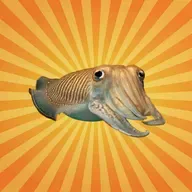 La seiche commune, véritable caméléon des mers !