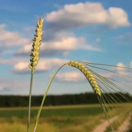 DOMINGO XVI ORDINARIO CICLO A: Mateo 13, 24-43: Discernir y actuar