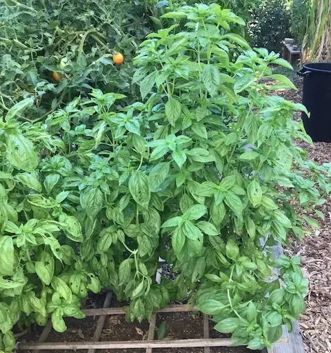 All About Basil