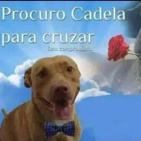 Boio secso