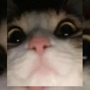 Gabefox