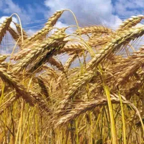 Podcast de Gabriel Alberto Giraldo Guerre