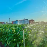 El peso oculto del tabaco en el campo: los grandes desafíos del sector