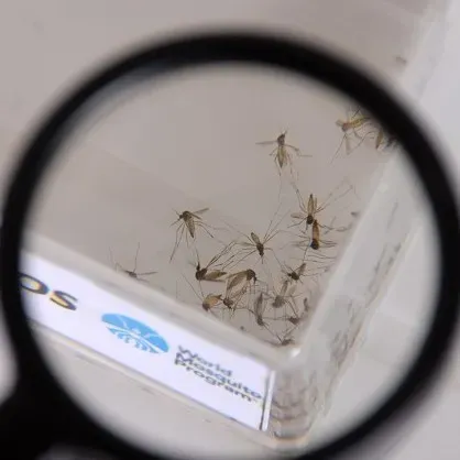 A chuva pode trazer um inimigo de volta: o mosquito da dengue, da zika e da chikungunya!