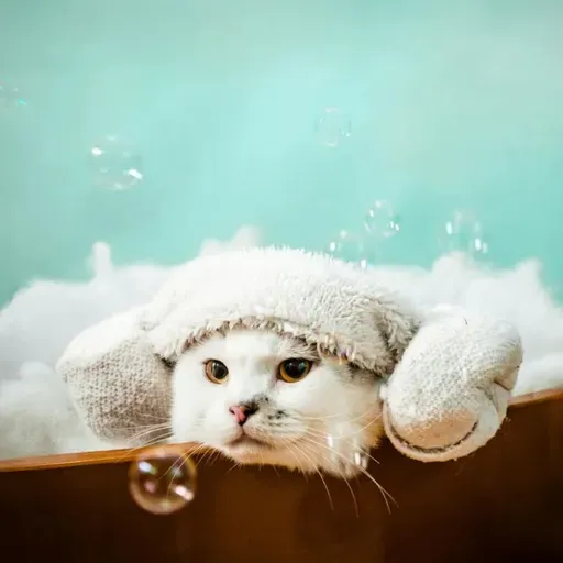 Não é frescura! Sinais de que o seu pet não está bem