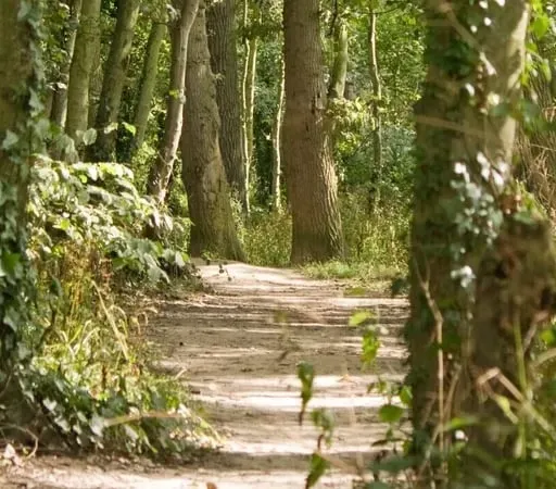 Aisling Ní Dhonnabháin, craoltóir.