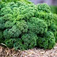 Gemüse mit Kultstatus: Oldenburger Grünkohl