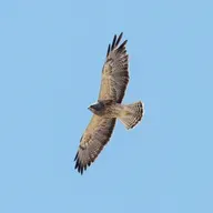 The 'Grasshopper' Hawk's High-Stakes Migration
