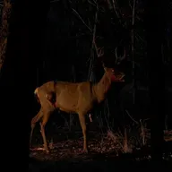 NO SILBES DE NOCHE: Encuentros aterradores con Skinwalkers