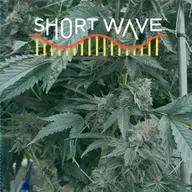 Why Weed's Signature Scent Has Changed Over Time