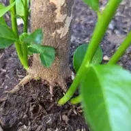 خونهای راهگشا