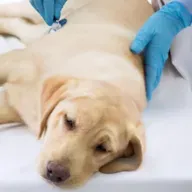 Eutanásia em pets