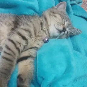 Meowwwwww