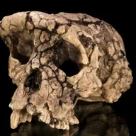 Fossil Feuds and Scientific Secrecy