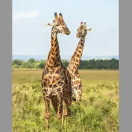 Zürafalar ses çıkarır mı?