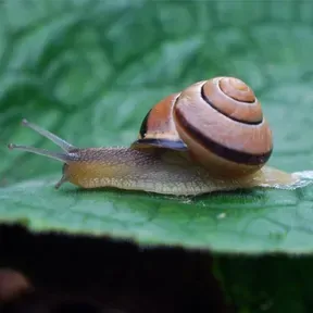 RCMAZUNTE