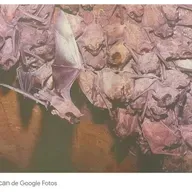 Recuerdos fotográficos: la colonia de murciélagos de Escaba