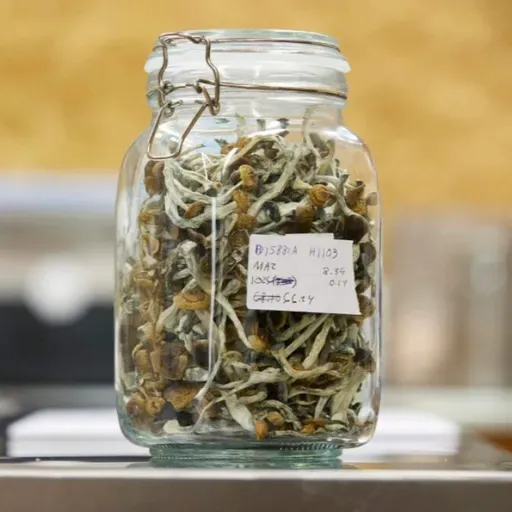 Psychedelics and the future of medicine