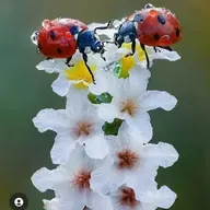 Besos de Tercipelo - Cuentos, relatos donde intervienen animales. Conduce: Diosma Patricia Davis*Argentina desde RAO/México - Iván Cosme.