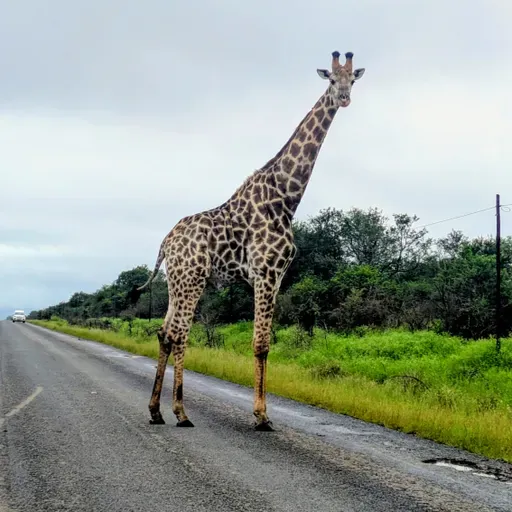 Afrikas eneste absolutte monarki eSwatini med sine snabelaktige og svinebillige safarier