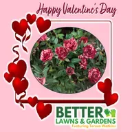 S2 Ep427: Better Lawns and Gardens - Hour 1 Valentine's Day February 14 2026