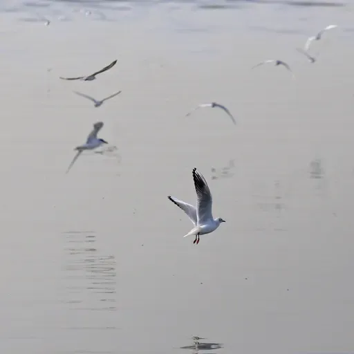 Evolutionary Biologist Scott Taylor And Birds