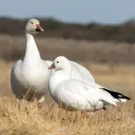 Sister Species: Snow Goose and Ross’s Goose
