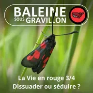 S07E49 La vie en... rouge 3/4 : Dissuader ou séduire ? (Frédéric Archaux)