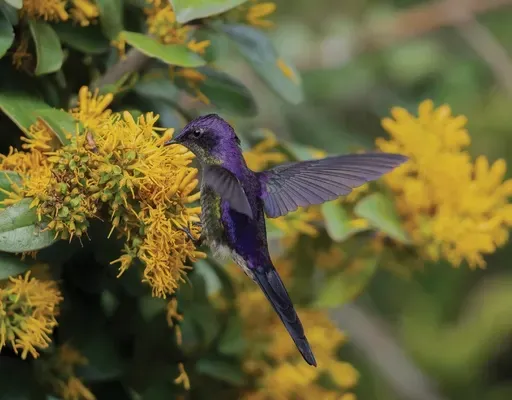 Premios Audubon Muestran Biodiversidad.