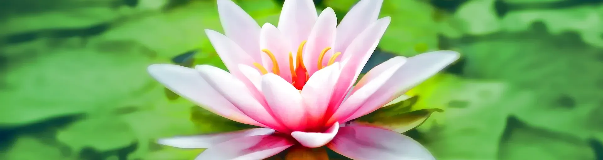 Srila Prabhupada - Zenifly Music Therapy