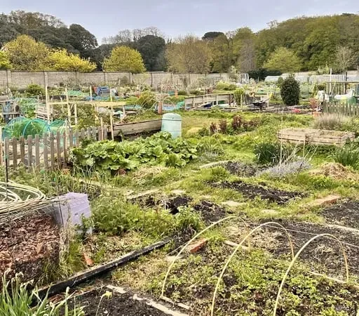Why Ireland needs more allotments for gardeners.
