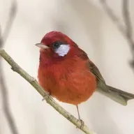 The Red Warbler: Mexico’s Little Red Queen
