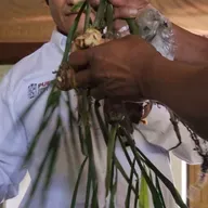 Piden productores de jengibre en Xicotepec ser incluidos en el programa de apoyos del gobierno poblano