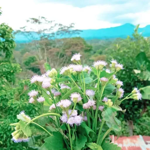 Tahun Baru (Harapan lama)