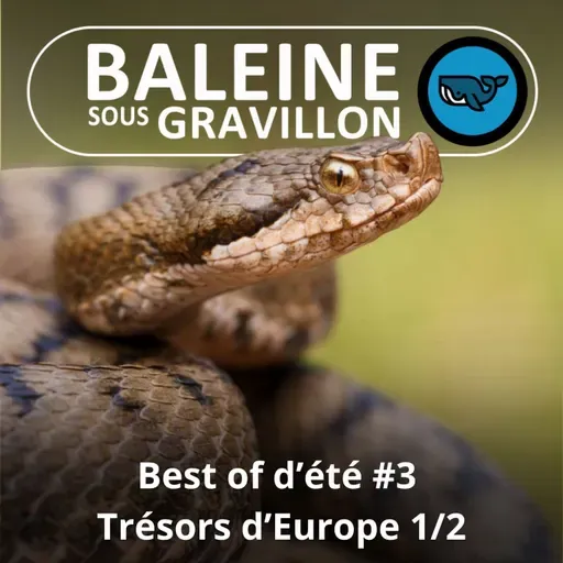 BEST OF D'ÉTÉ #03 Trésors d'Europe 1/2 : Amphibiens et Reptiles (Olivier Marquis)