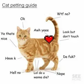LOVE CATS Radio Station