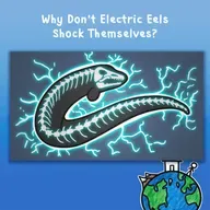 Why Don't Electric Eels Shock Themselves?