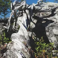 En Yaşlı Çalı Bulundu