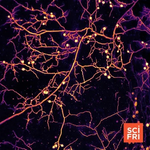 Fungi Create Complex Supply Chains | A Rookie Robot Umpire Takes The Field