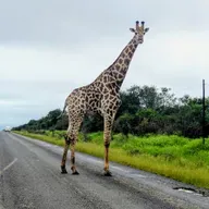 Afrikas eneste absolutte monarki eSwatini med sine snabelaktige og svinebillige safarier
